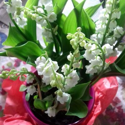 Brins de muguet